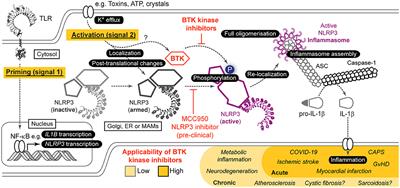 Targeting the NLRP3 Inflammasome via BTK